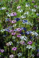 Nigella damascena