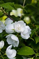 Philadelphus Snow White Sensation