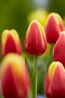 Tulipa Danemark