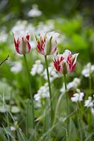 Tulipa Flaming Springgreen