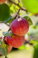 Malus domestica Red Devil