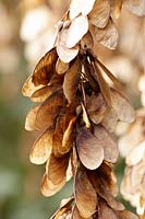 Graines d'Acer pseudoplatanus