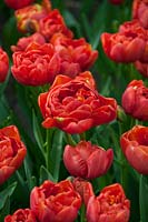 Déclaration de Tulipa