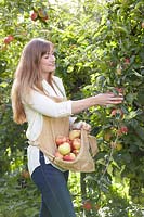 Jeune femme, cueillette, pommes