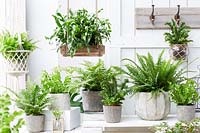 Collection de plantes d'intérieur