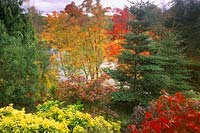 Le Dingle Powys en automne Feuillus et conifères