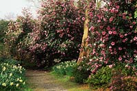 Savill Gardens Surrey Camellia x williamsii Donation et inspiration dans les bois Arbustes à fleurs printanières Mars rose ombre persistante