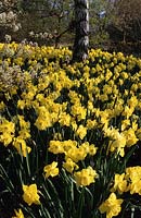 RHS Wisley Surrey Jonquilles Narcisse St Patrick s Day