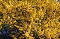 Forsythia x intermedia Lynwood arbuste à fleurs de printemps jaune avril