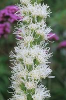 Gayfeather Liatris spicata Floristan blanc fleur vivace d'été blanc août