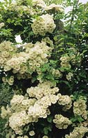 rosier grimpant Rosa Astra Desmond sur pilier arbuste fleur d'été blanc