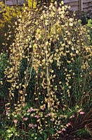 Willow Salix caprea Kilmarnock syn Pendula fleur de printemps arbre nain