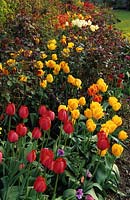 Jardins de la maison de l'abbaye. Gloucestershire. plantation en masse de tulipes mélangées dans un parterre de roses