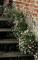 Vale End. Surrey. Erigeron karvinskianus. Couvre-sol vivace floraison en été poussant dans les fissures et les crevasses