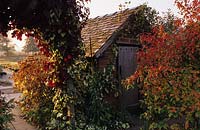 Cottage Eastgrove. Worcestershire. Ancien abri de jardin rustique. Vitis vinifera 'Purpurea '.