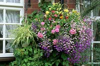 Panier suspendu fleurs annuelles d'été Lobelia mixte traînante pelargoniums