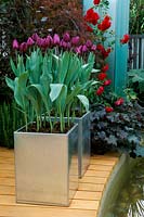 Chelsea FS 1997. Conception: Steve Woodhams. Tulipes Tulipa 'Queen of The Night' dans des pots modernes en acier inoxydable.