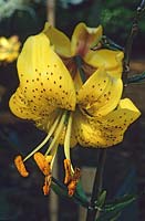 Lily Lilium citronnelle