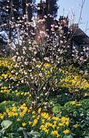 RHS Wisley Surrey Viburnum grandiflorum Jonquilles Blanche Neige Narcisse Février Or