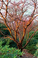 RHS Wisley Surrey Acer griseum en hiver