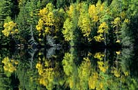 bouleaux et pins reflétée le long de la rivière Kennebec Maine USA