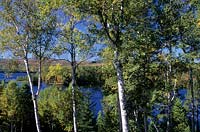 bouleau Betula papyrifera en automne le long de la rivière Kennebec Maine USA