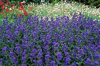 Caryopteris x clandonensis Ferndown