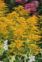 tige d'or Solidago Goldenmosa