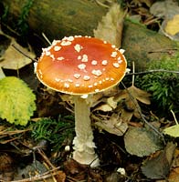 mouche champignon agaric Amanita muscaria