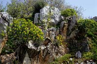 Jardin privé Epidavros Grèce jardin en pente avec cactus et Euphorbes indigènes