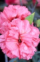 Dianthus rose à l'ancienne