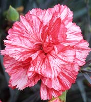 rose à l'ancienne Dianthus Dawlish Joy