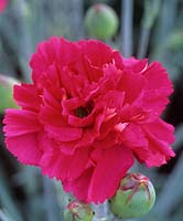 rose à l'ancienne Dianthus Rose Joy