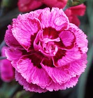 rose à l'ancienne Dianthus Cyril s Choice