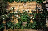 Jardin privé Cordoba Espagne Argyranthemums blancs et pétunias en pots et colonnes contre le mur de briques