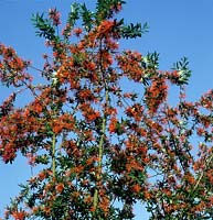 Buisson de feu chilien Embothrium coccineum