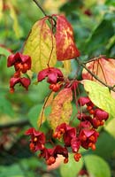 Euonymus planipes syn E sachaliensis