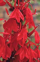 Fleur cardinale Lobelia cardinalis