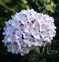 Viburnum carlesii Diana