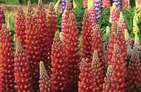 nouveau lupin Russell Lupinus Peter Piper