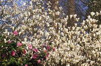 Stardust de Magnolia Pickard avec Camellia Elizabeth Anderson