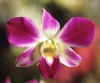 Orchidée singapourienne Vanda hybride