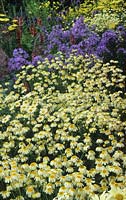 Hampton Court FS 2000 Design Landart Sauce Anthemis Hollandaise Chrysanthemum Campanula