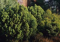 Pinus mugo avec Erica erigena Evan Jones