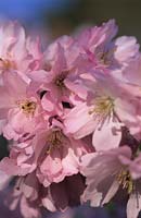 Cerisier fleuri Prunus Accolade