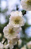 cerisier en fleurs Prunus mume Omoi No Mama