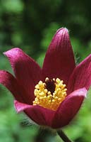 Fleur de pasque Pulsatilla vulgaris Rubra