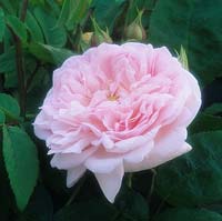 rose Rosa Egremont