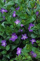 Grande pervenche Vinca major couvre-sol de floraison d'été fleurs à fleurs violettes
