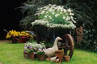 Brouette en bois utilisée comme pot recyclé pour les marguerites blanches et Alyssum Viola Cottage Garden